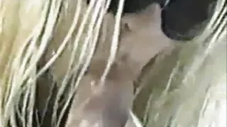 MILF bas nylon femme mature blonde super plantureuse suce une délicieuse grosse bite et se fait défoncer